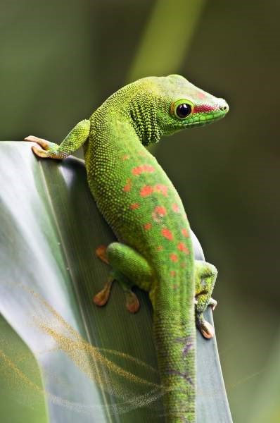 Green gecko spiritual meaning