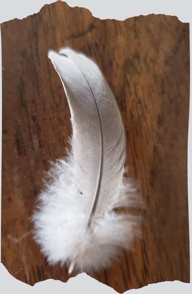 Grey feather meaning death