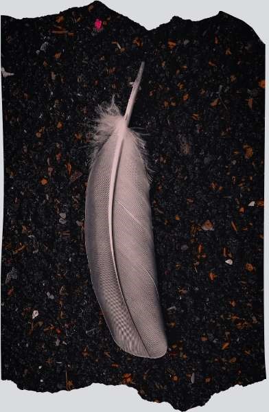 Grey feather meaning spiritual