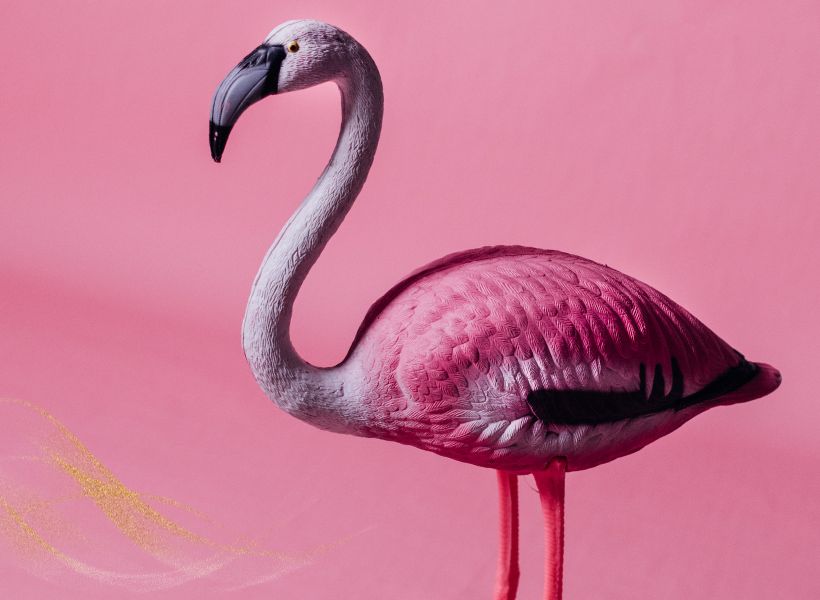 How Flamingos Represent Beauty And Elegance In Spiritual Contexts?