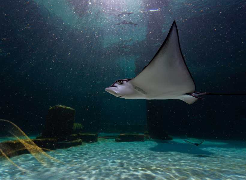 Incorporating Stingray Imagery Into Spiritual Rituals Or Ceremonies