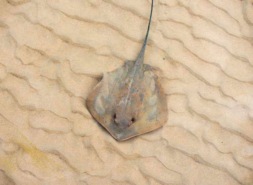 Incorporating The Spiritual Symbolism Of Stingrays Into Daily Life