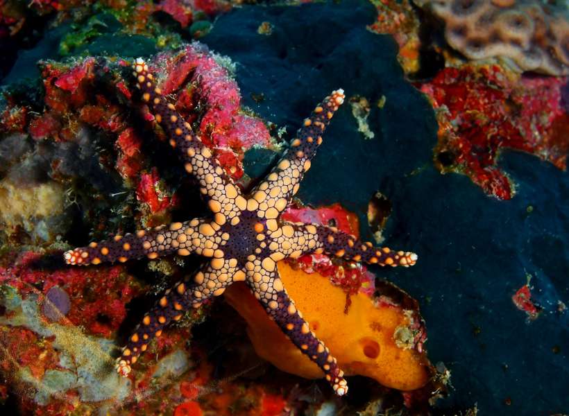 Meditation And Reflection Practices Inspired By The Symbolism Of The Starfish