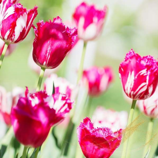 Pink tulips meaning