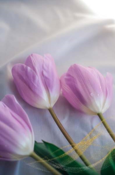 Purple tulips meaning