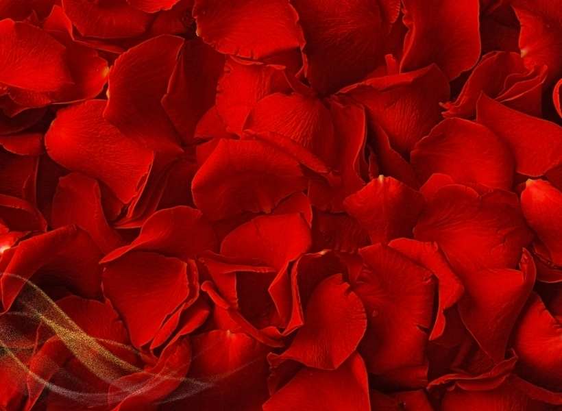 Roses Symbolize Love, Passion, And Beauty: Love And Passion With Red Roses