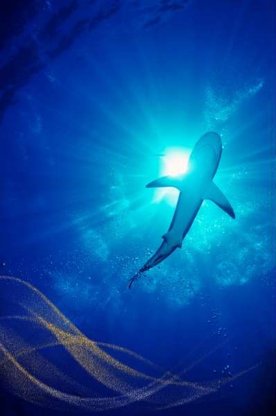 Shark spiritual significance