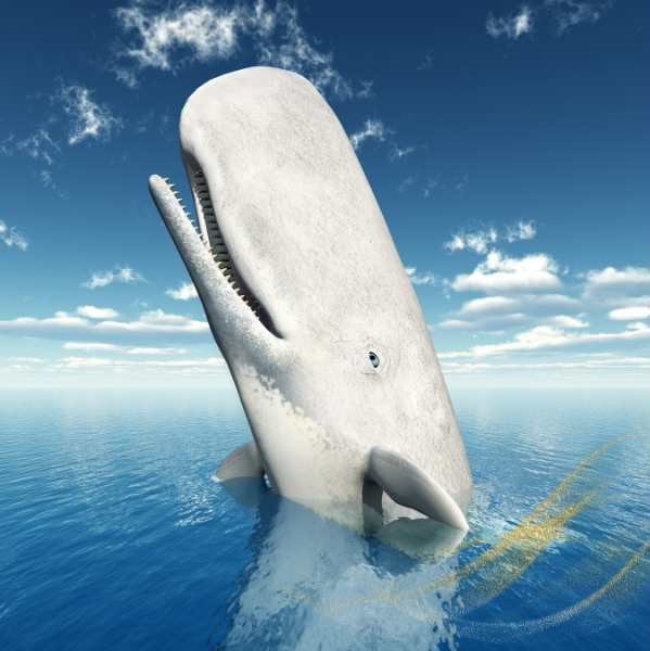 Sperm whale spiritual meaning