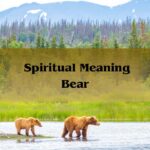 Spiritual Meaning Bear: Meaning Of A Bear Spirit Animal And Symbolism