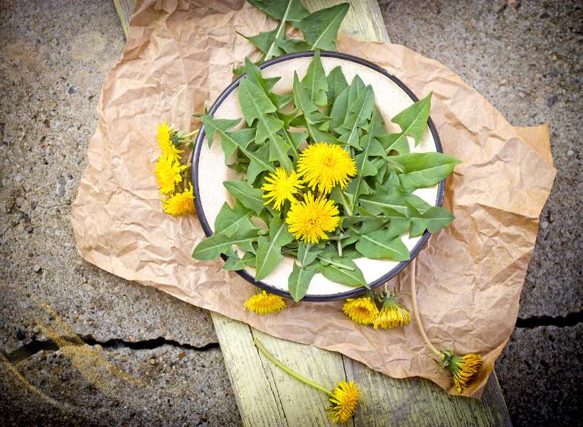 Spiritual Meaning Dandelion Leaves