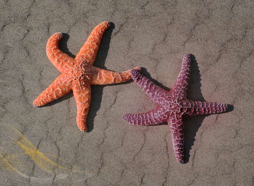 Spiritual Meaning Starfish Bible