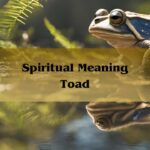 Spiritual Meaning Toad Symbolism