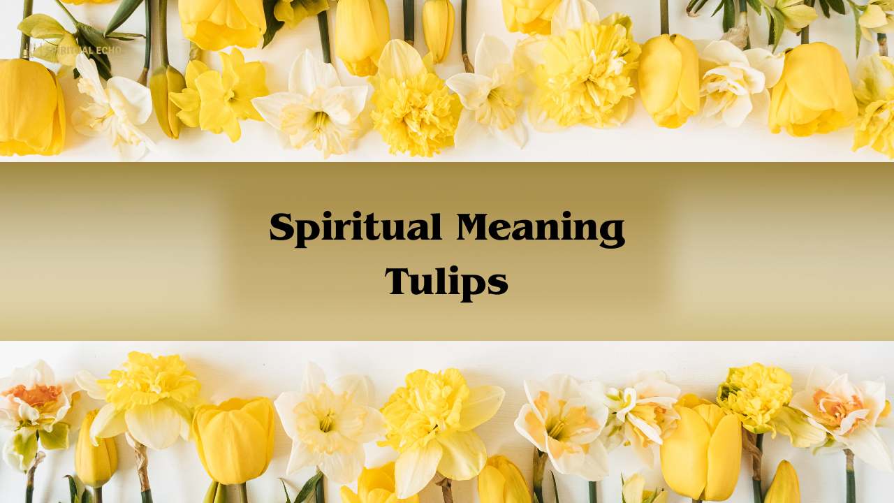 Spiritual meaning tulips