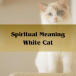 Spiritual Meaning White Cat: Symbolize Purity Of White Cat Showing