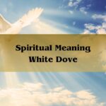 Spiritual Meaning White Dove: Meaning Of A White Dove