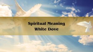 Spiritual Meaning White Dove Symbolism