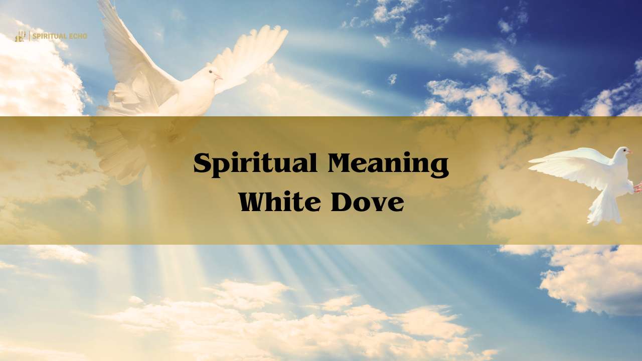 Spiritual Meaning White Dove: Meaning Of A White Dove