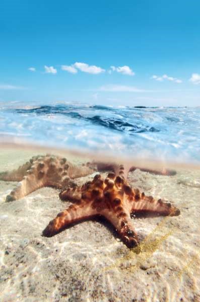 Starfish protection