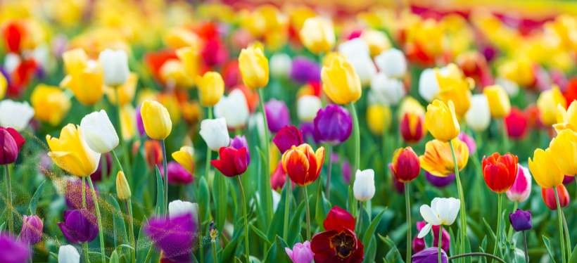 Using Tulips As A Symbol Of Hope, Transformation, And Inner Strength