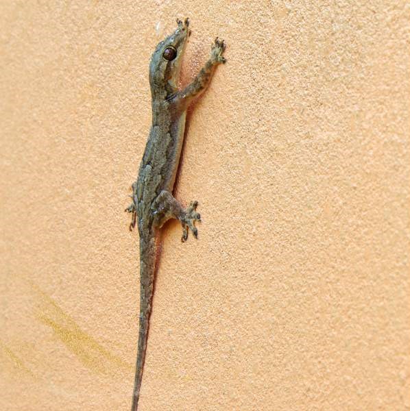 Wall gecko spiritual meaning