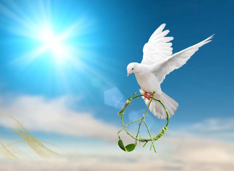 Ways To Incorporate The Symbolism Of The White Dove Into Your Spiritual Practice Or Daily Life