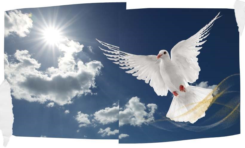 White Dove As A Symbol Of Peace And Harmony