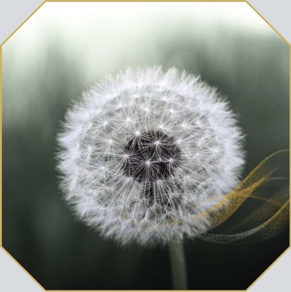 White dandelion meaning