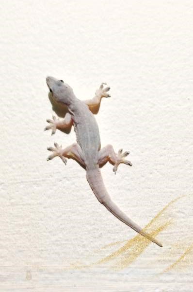 White gecko spiritual meaning