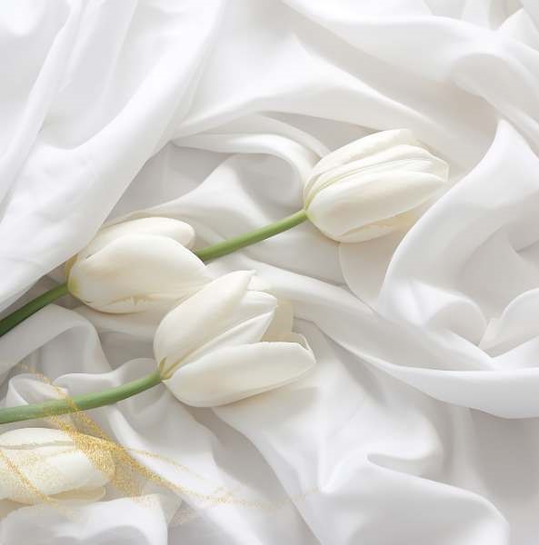 White tulips meaning