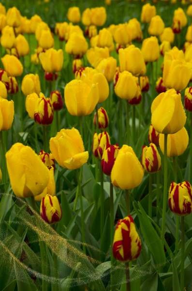 Yellow tulips meaning