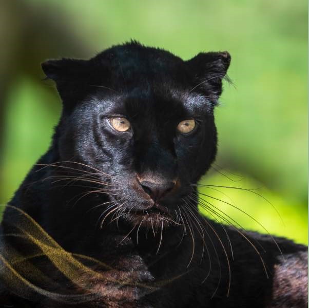 Black leopard spiritual meaning