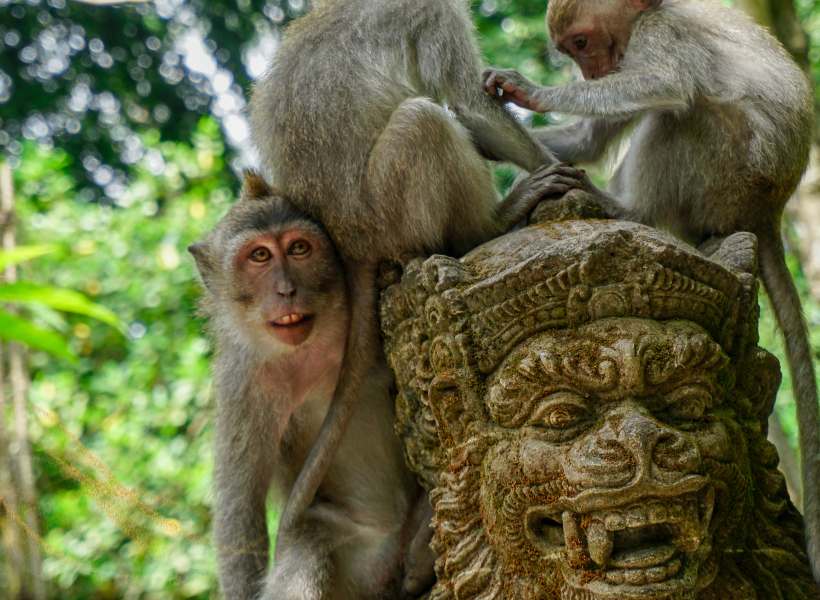 Lessons That Can Be Learned From The Spiritual Meaning Of Monkeys
