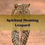 Spiritual Meaning Leopard: Meaning Of Leopard 