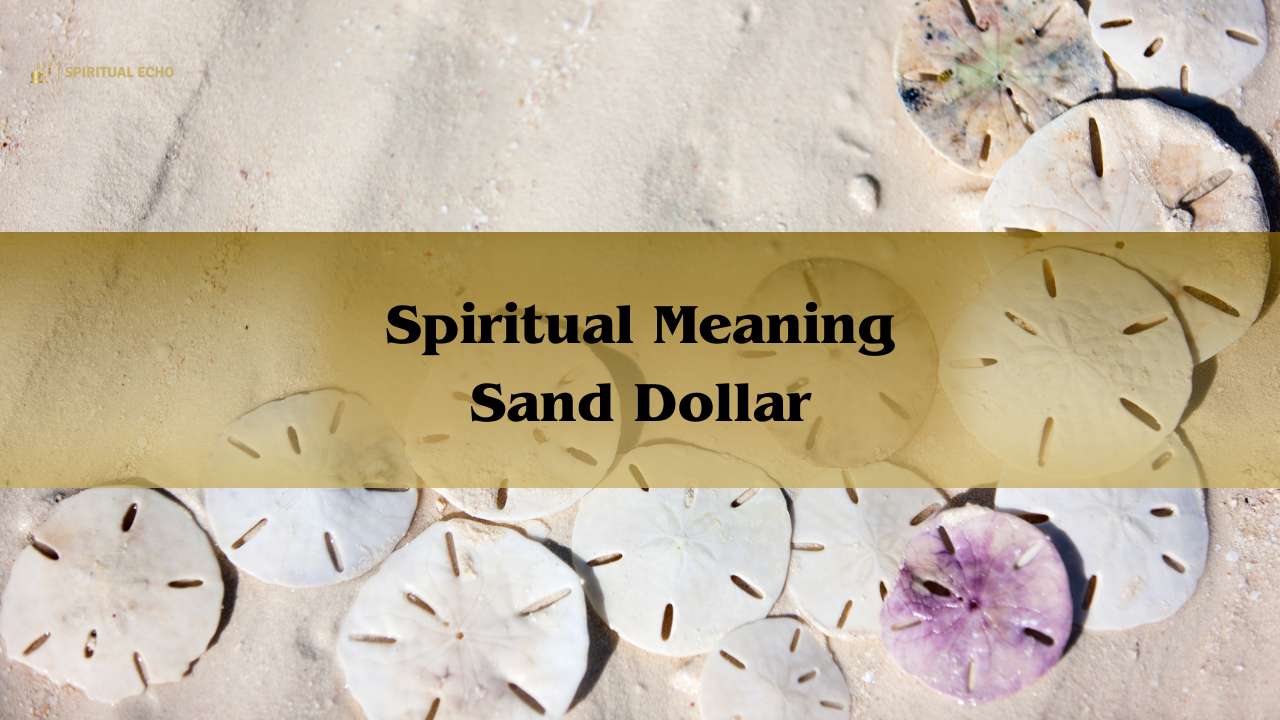 Spiritual Meaning Sand Dollar | Sand Dollar Symbolism 