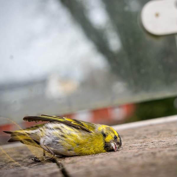 Bird hit window and died