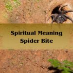 Spiritual Meaning Spider Bite: Meaning Of A Spider Bite 