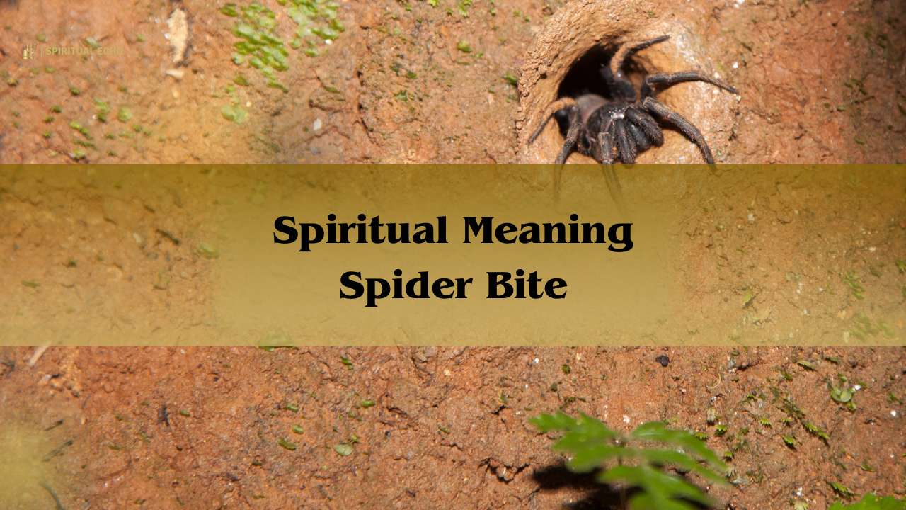 Spiritual meaning spider bite