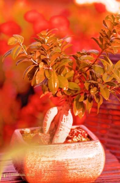 Bonsai tree meaning as a gift