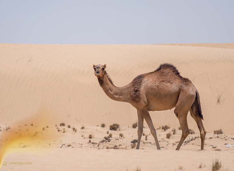 Camel symbolism In Hinduism