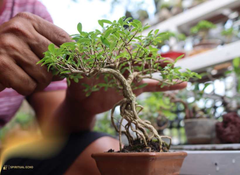 Cultivating Mindfulness And Reflection Through Tending To A Bonsai Tree
