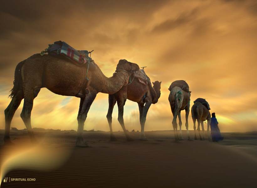Historical Significance Of Camels As Symbols Of Endurance