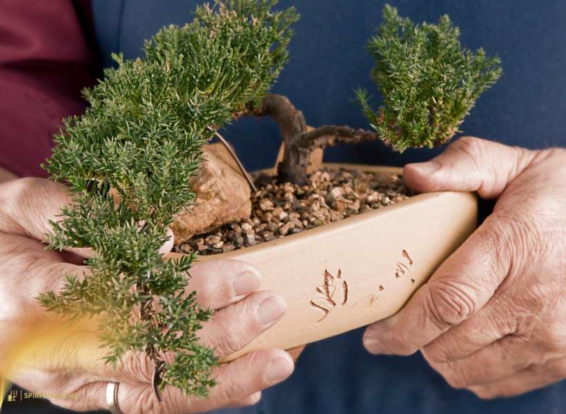 Incorporating Bonsai Tree Rituals Into Daily Spiritual Practices