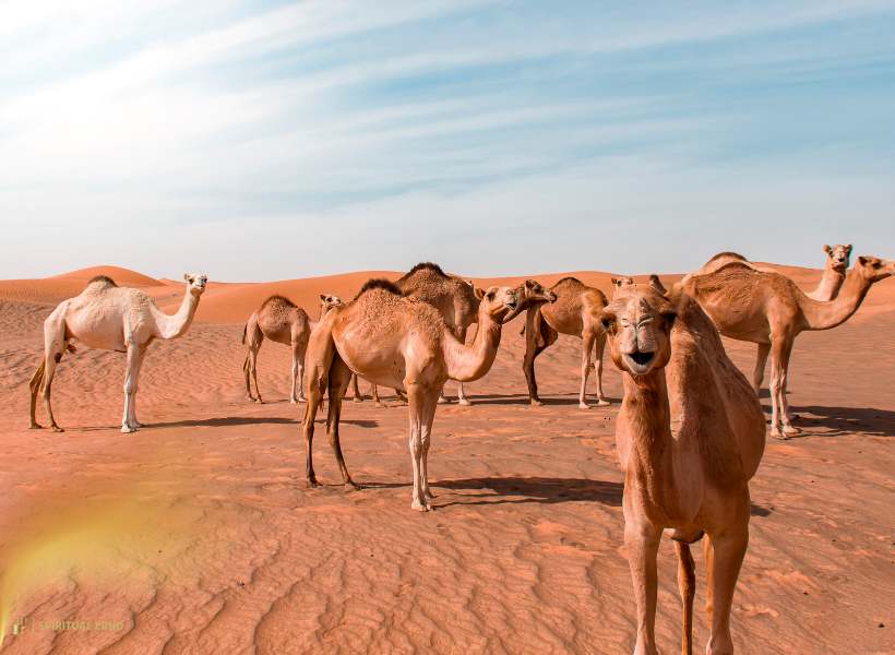 Physical Traits That Contribute To Their Survival In Harsh Environments