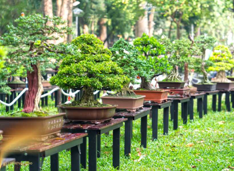 The Spiritual Significance Of Different Bonsai Tree Shapes And Styles
