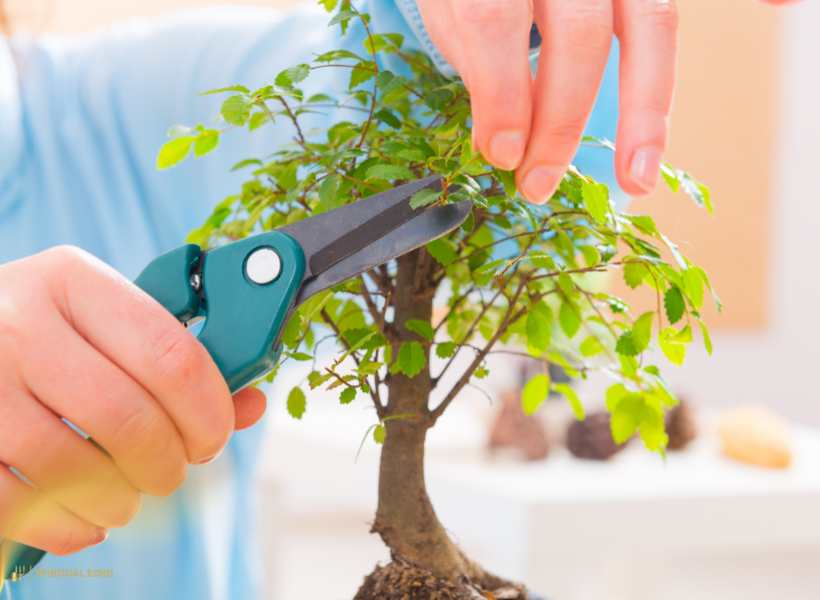 Tips For Caring For Your Bonsai Tree With Intention And Mindfulness