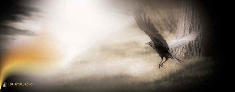 Common Raven Omens And Their Meanings