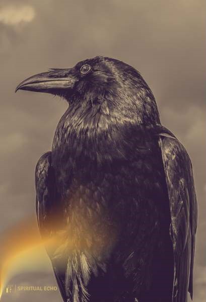 How To Work With Raven Energy In Your Spiritual Practice