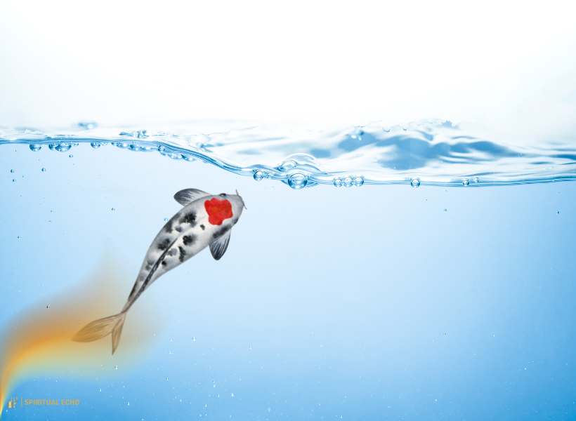Koi As Symbols Of Love, Particularly In Romantic Contexts