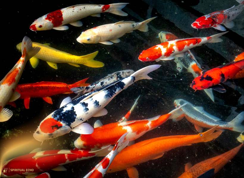 Overview Of The Koi Fish In Various Cultures