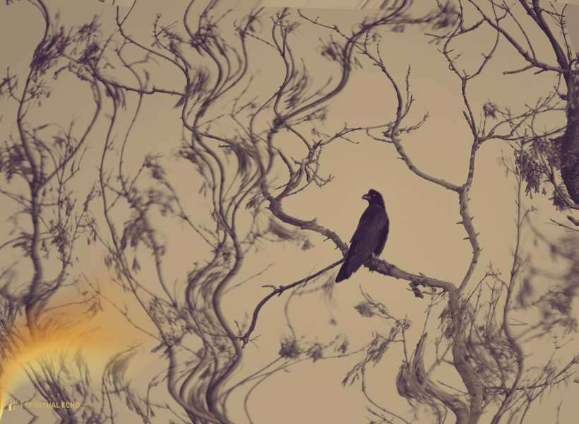 Raven Symbolism In Dreams